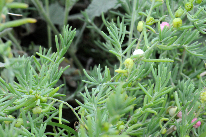 Ruby-Saltbush are native to Australia and are found only in California and rarely in Arizona. Enchylaena tomentosa